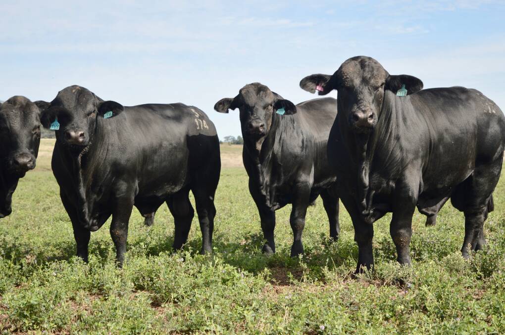 To mark Belview's 40th year, an on-property and online sale is being held on Friday, June 16. The 62 lot catalogue offers Brangus and Ultrablack bulls between 20 to 24 months-of-age alongside a selection of their leading Brangus yearling bulls from the 2022 Autumn drop. To finish the sale, 12 young females will be offered. Picture supplied

