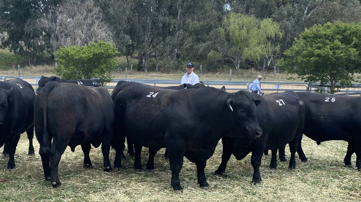 Bulls purchased by the Cook family at the Ascot sale.