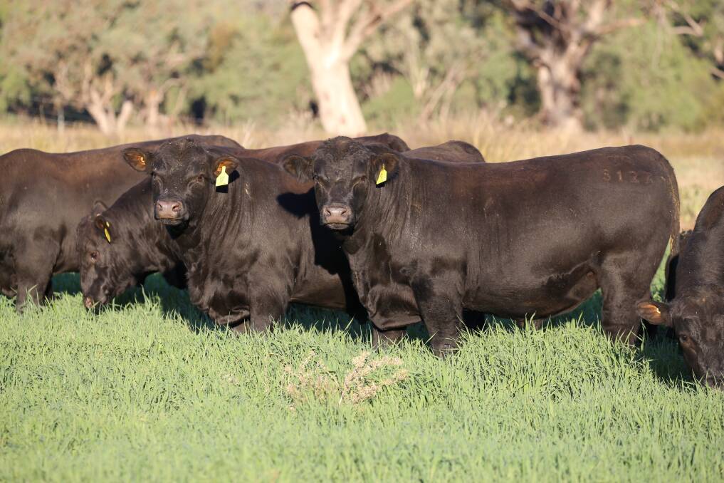 Booragul bulls, are described as "no nonsense-type cattle".