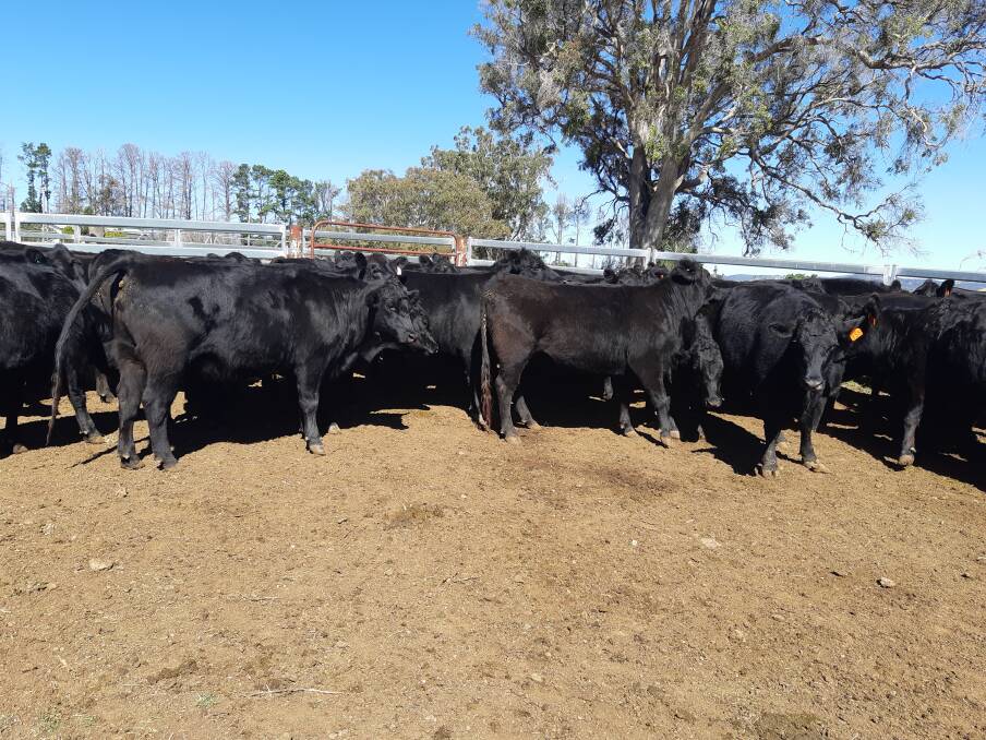FERTILE: PTIC heifers on the Wood family's aggregation of four properties in Numeralla, south-west of Glen Innes.