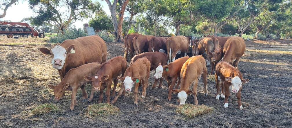 The Walkers enjoy the many benefits that their Limousin x Simmental/Hereford progeny provide. Picture supplied