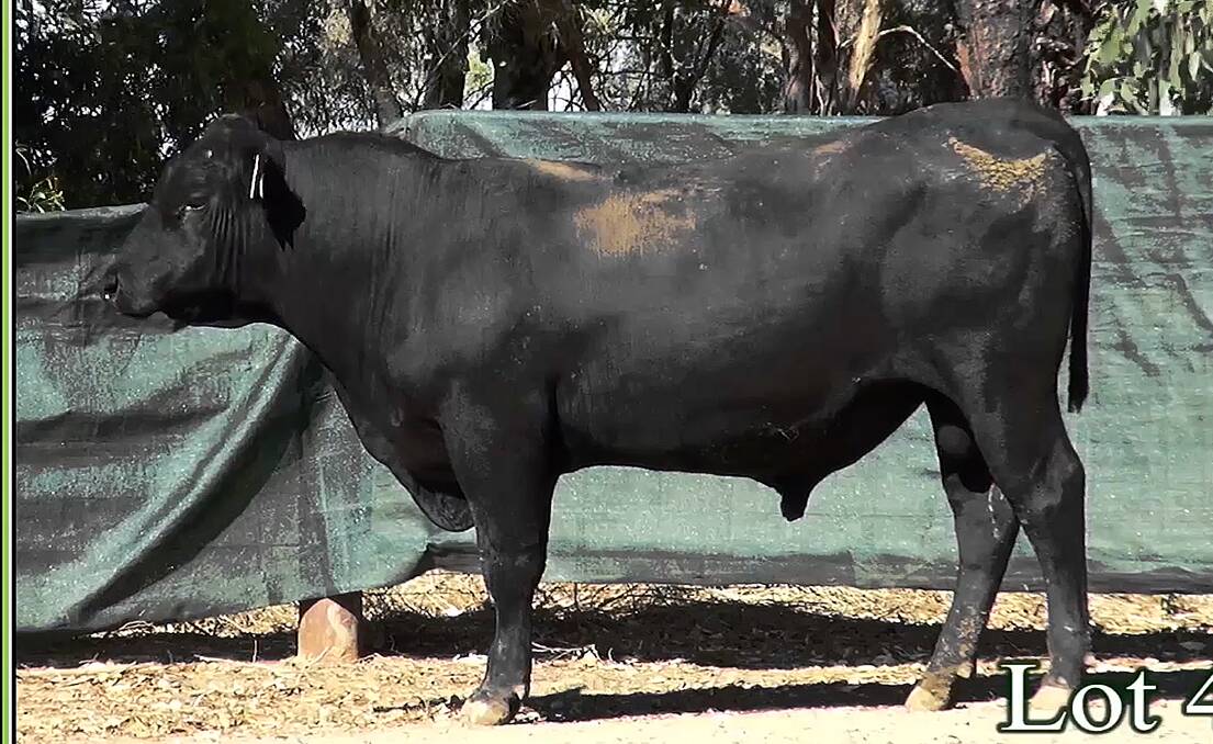 Reliable performers: The Patersons have been buying bulls from Bryan and Lucinda Corrigan, Rennylea Angus, for close to 15 years.