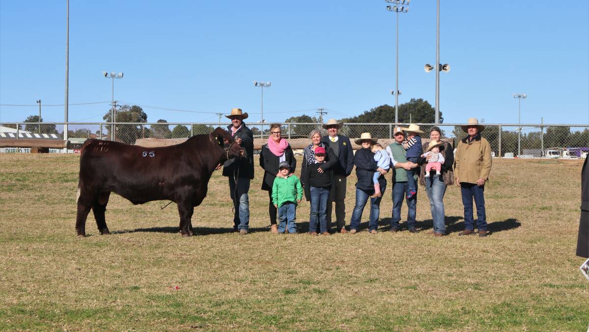 The $42,500 top-priced bull of the 2022 National Shorthorn Show and Sale, Ronelle Park Rolls Royce R10, with vendors the Johnstone family, and buyers the Falls family of Malton Shorthorns. Picture by Kate Loudon