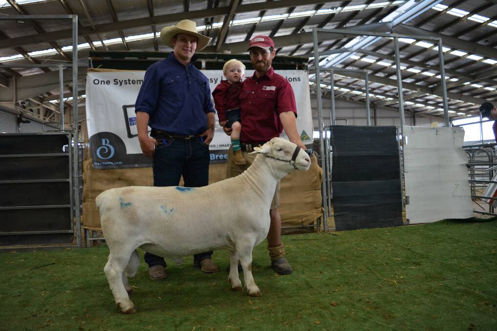 The $5000 top-priced White Dorper ram, Youlden Valley 210026, with buyer, Clayton Mack, Macks Dorpers, Inglestone, Qld, and vendor, Thomas Youlden and son Fox, 20 months, Youlden Valley Dorpers, Tomingley.