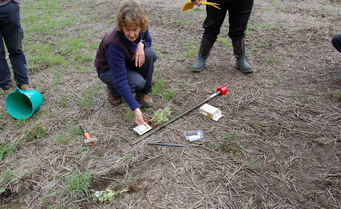 Helen Burns, NSW Department of Primary Industries, Wagga Wagga, undertaking a preliminary pH assessment of a paddock with stratified acidity issues, using a pH tests kit. 