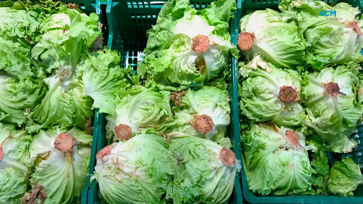 Rare commodity: Lettuce prices in 2022 reached the same territory as half a kilogram of beef mince.
