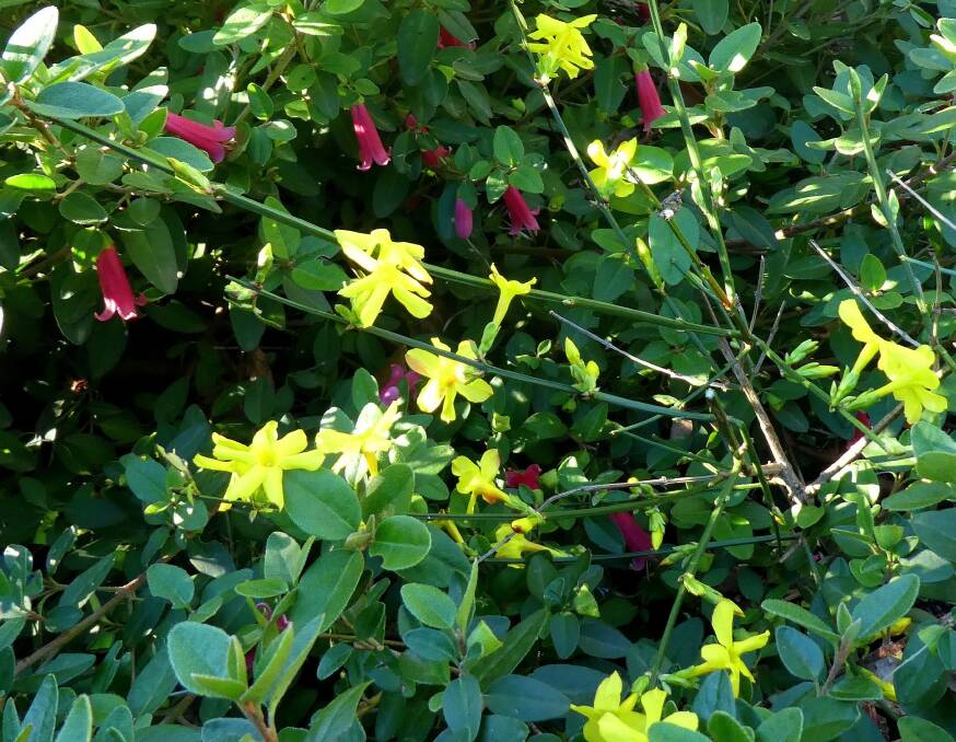Winter jasmine and dwarf correa Dusky Bells flower together in July on a dry stony bank.
