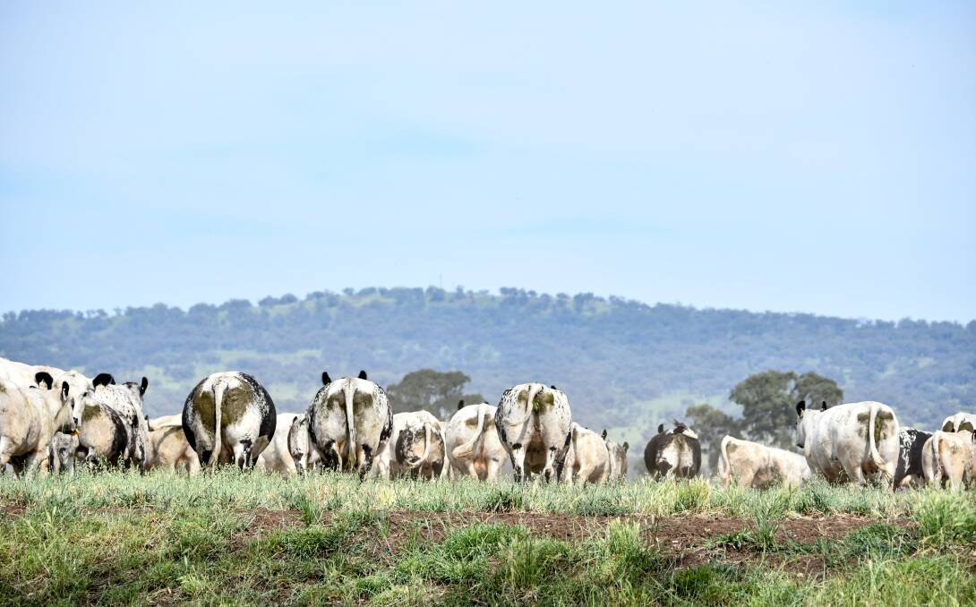 SO LONG: The idea of creating a single body to receive and manage all red meat levies has now been officially ruled out, as have suggestions of combining service providers Meat & Livestock Australia, LiveCorp and the Australian Meat Processor Corporation into one body. Photo: Lucy Kinbacher