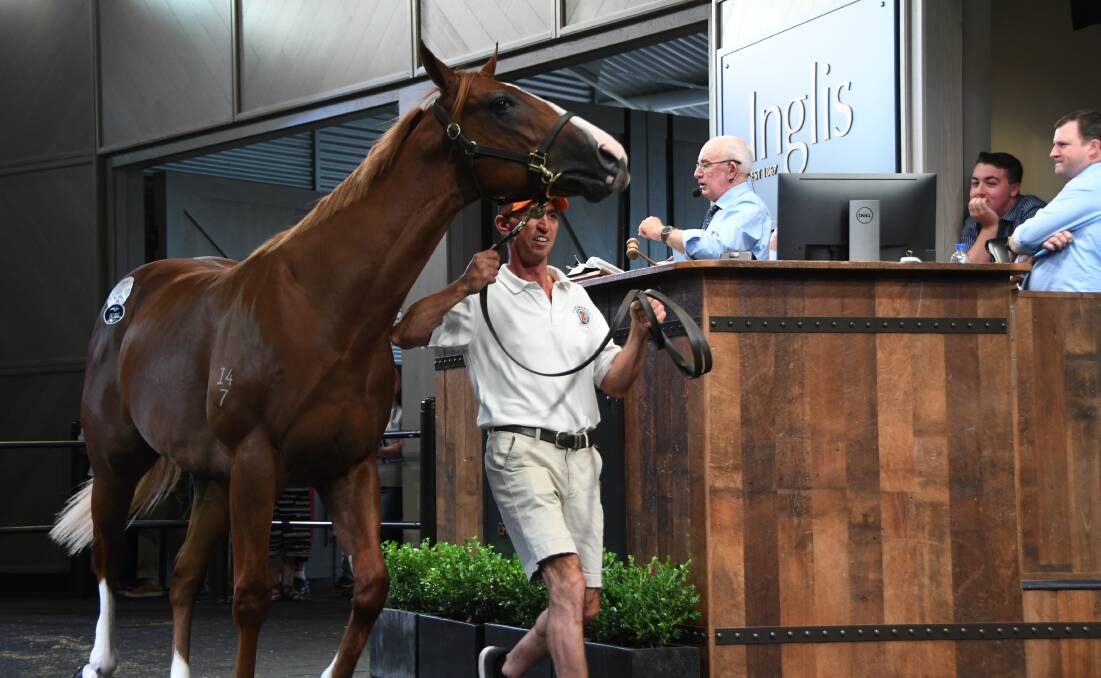Corumbene Stud’s handler Dan Shiers with the Snitzel colt which fetched a massive $2.8 million in the auction ring at this week’s Inglis Australian Easter Yearling Sale.      Photo Virginia Harvey.