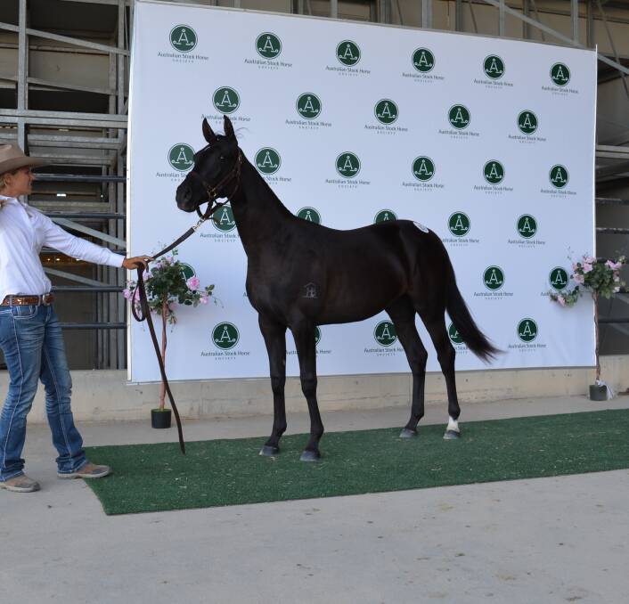 The $12,000 second-top priced horse, Adios Pearl, held by Amanda Hollis, Adios Stock Horses, Gunnedah.