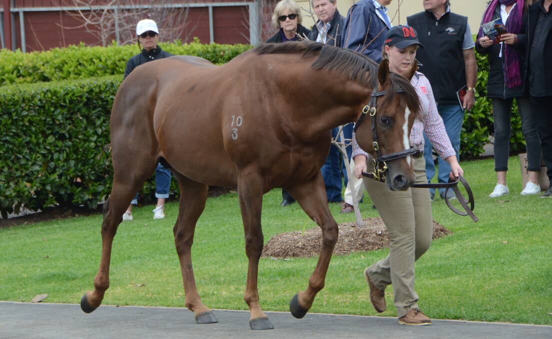 Extreme Choice on parade at Newgate Farm, Aberdeen; his yearlings were in hot demand at the Gold Coast. Photo: Virginia Harvey