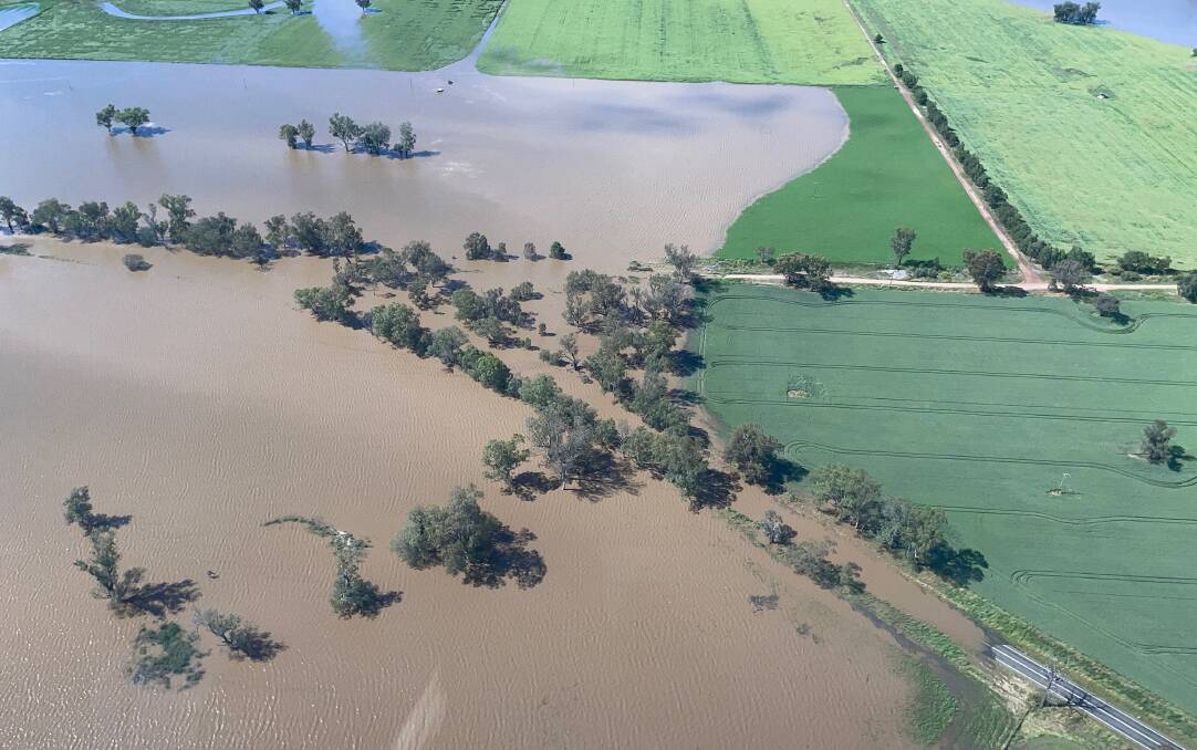 Crops disappear under Lachlan River floodwater near Forbes on the weekend, days before the peak. Photo: SES
