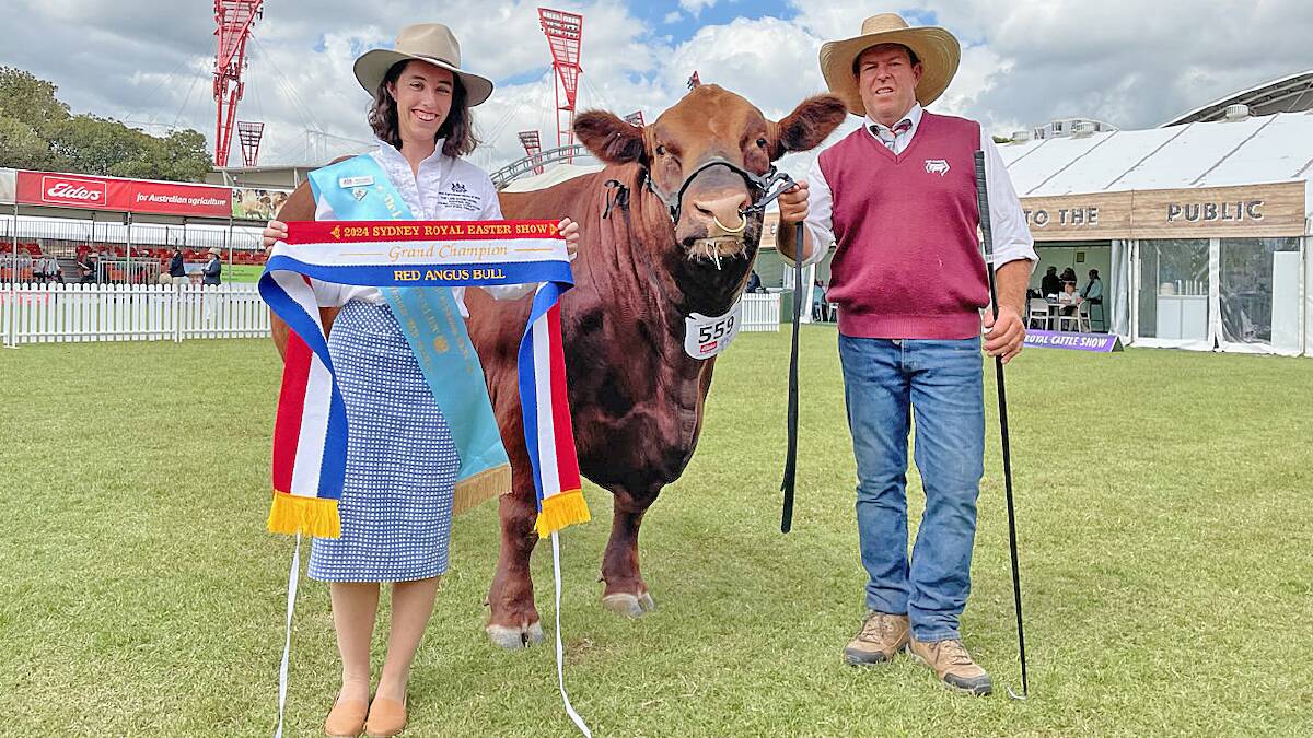 Junee Young Woman Olivia Hodgkin, presents the grand champion bull sash to Round-Em-Up The Night T19, held by breeder and exhibitor, David Hobbs, Molong.
