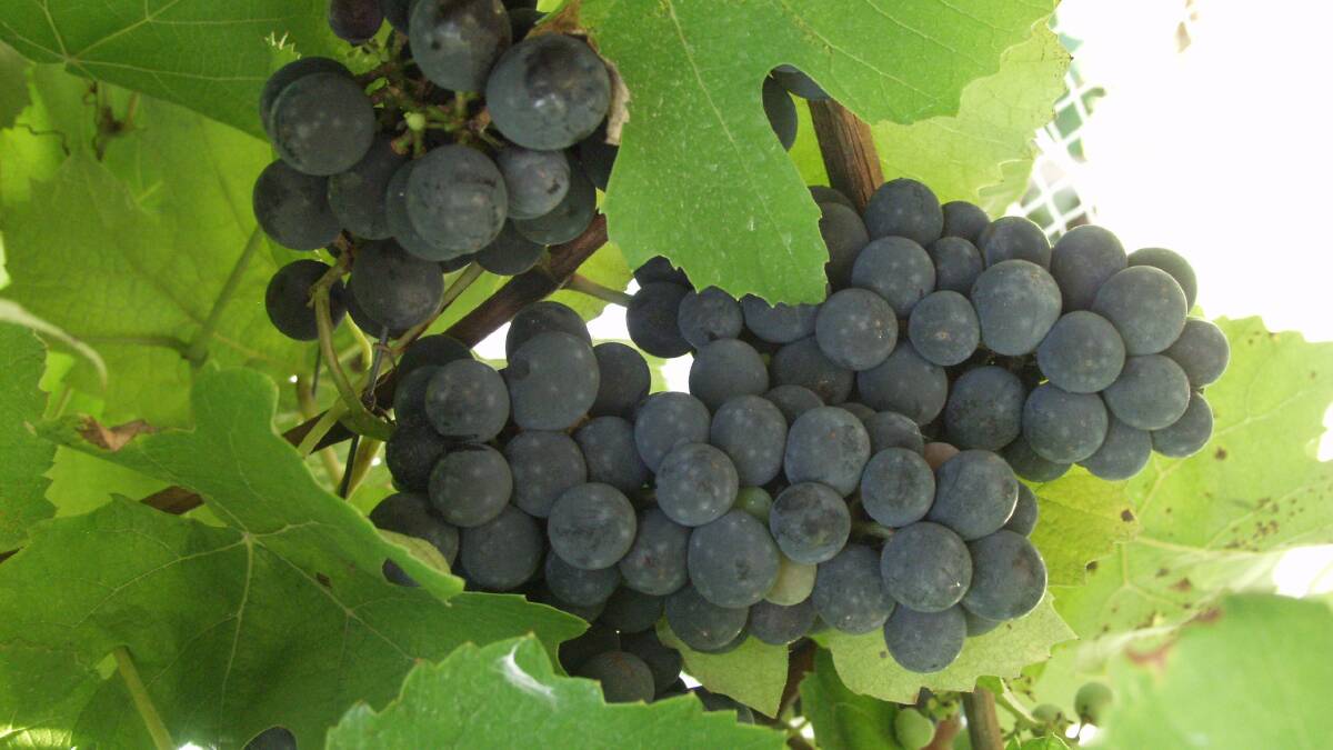The smaller farmers appear to be left to wither on the vine under current drought policy, says Mal Peters.