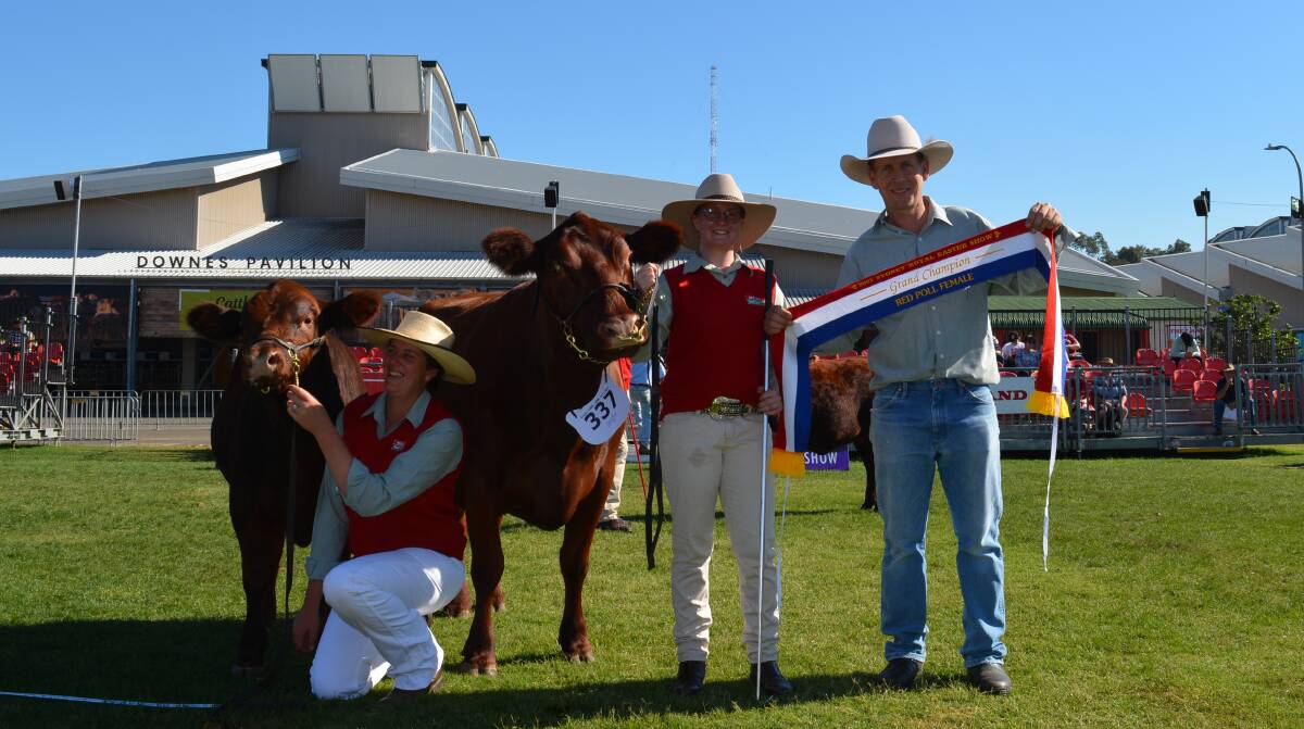 Senior and grand female, Red Cactus Teah, with bull calf, with the ribbon presented by NSW Red Poll secretary, Garrick Mulcahy, Babana Red Polls, Kurrajong.