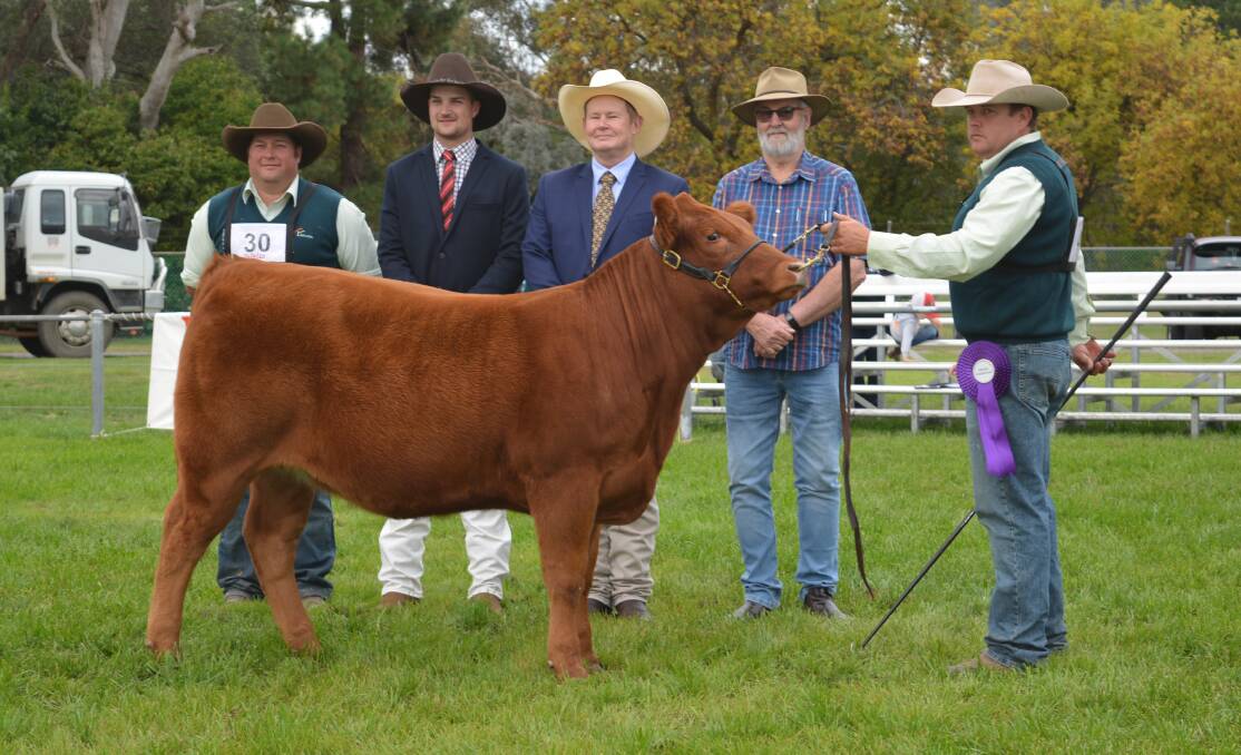 Junior and grand female, Summit Light-Ice S14 with Hayden Green, Summit Livestock, Uranquinty, associate judge Thomas Febey, Sheffield, Tas, judge Glenn Trout, Dromana, Vic, Mick Stacey, Tanalan Limousins, Camden, and Limousin state treasurer, and Jim McWilliam, Holbrook, on the lead.