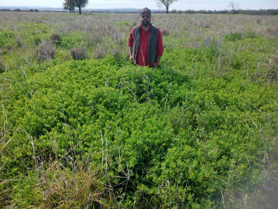 Richard Avendano, Towri, Boggabri, in early spring 2022 inspects a tropical grass and winter legume pasture with excellent response from poultry manure. 