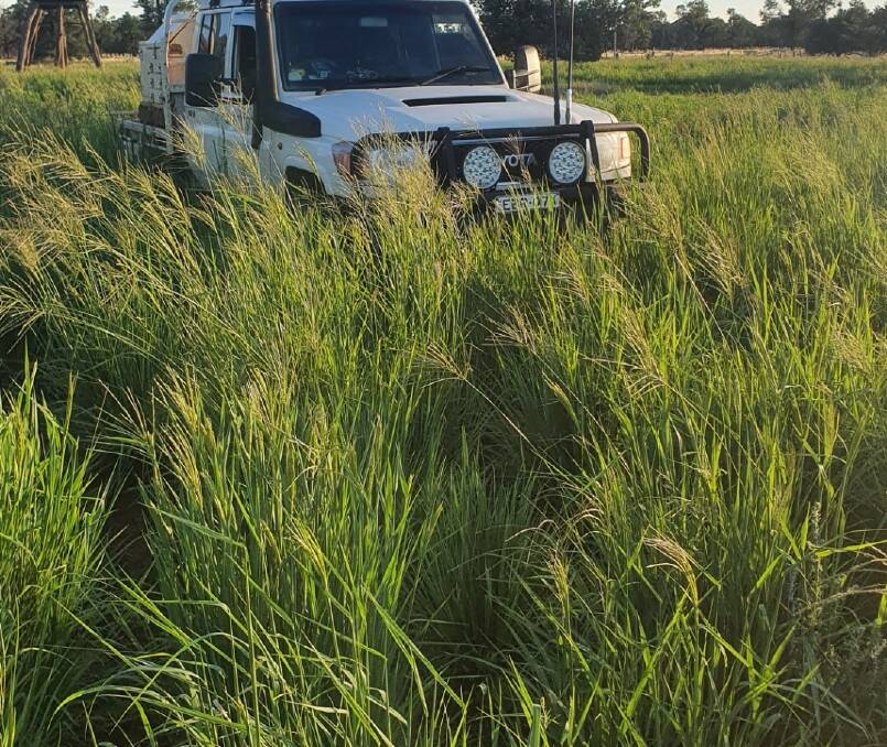Premier digit grass near Lake Cargelligo. Agricultural consultant and farmer Andrew McFadyen reports several exciting successes with establishing tropical grass. 