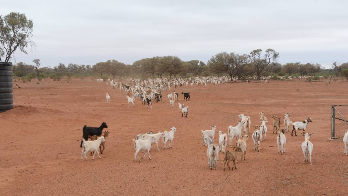 Those in the goat industry have an important role to play in keeping policy makers informed on what regulations will work, says NSW Farmers goat committee chair woman, Katie Davies.