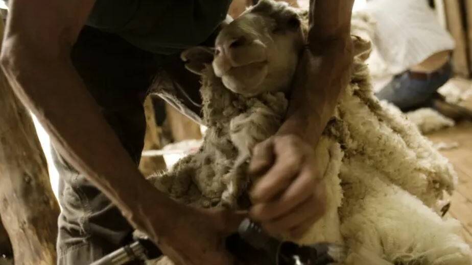 Shearer shortage hits more than shearing