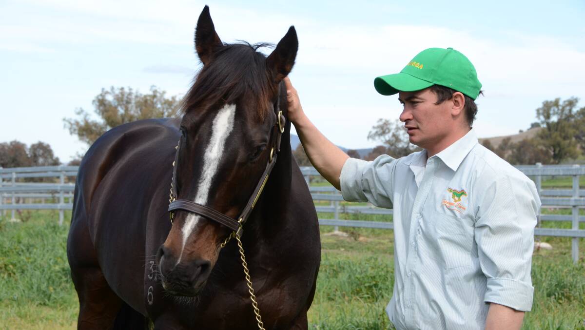 John Ramsey with Tale Of The Cat stallion, Trusting, who will be represented with several weanlings at the forthcoming Turangga Farm Unreserved Dispersal Sale at Scone.