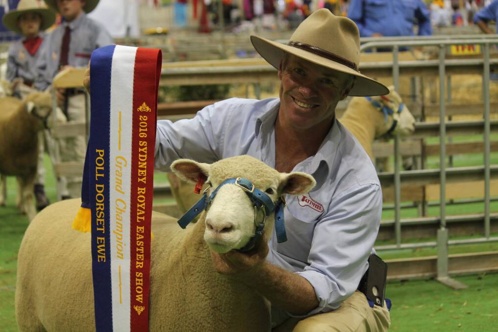 Martin Gilmore, Tattykeel, Oberon, at Sydney Royal Show, 2016, with one of the stud's many grand champion Poll Dorset ewes.