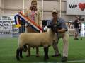 Suffolk judge, Charlotte Close, Corowa, sashes the grand champion ram, Lindean 10, exhibited by Reece Webster, Lindean, Bathurst. 
