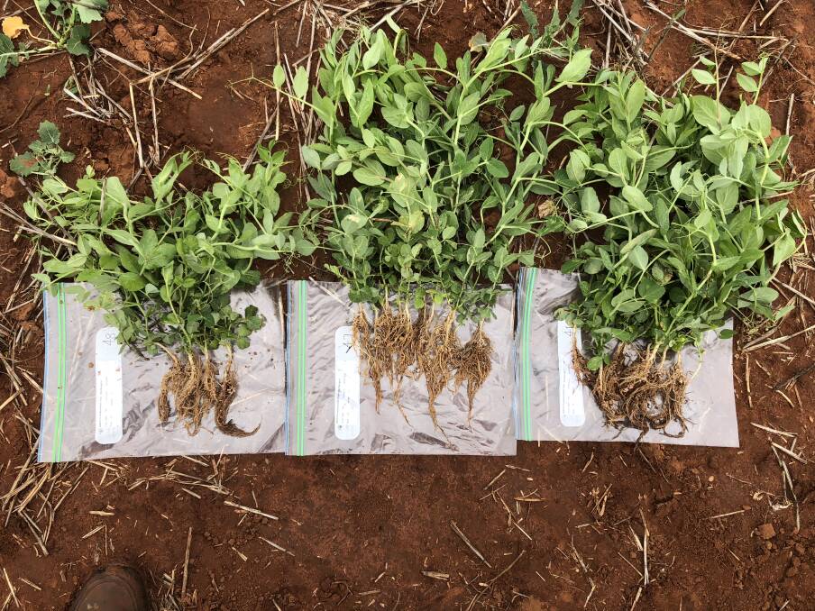 Growth of field pea where seed was inoculated with different strains of rhizobia. Researchers are now working to determine how new strains might be dry sown.
