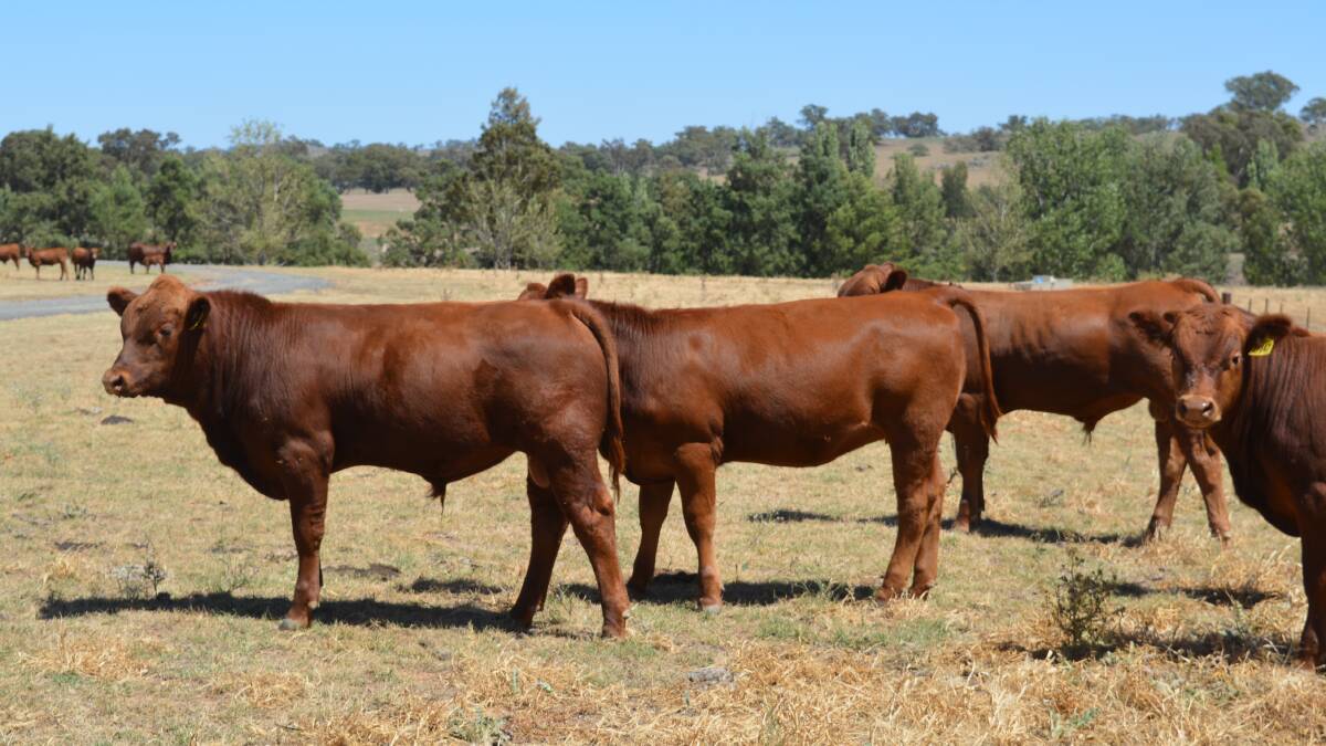 Left: Four- to five-month-old Mandalong Specials calves.