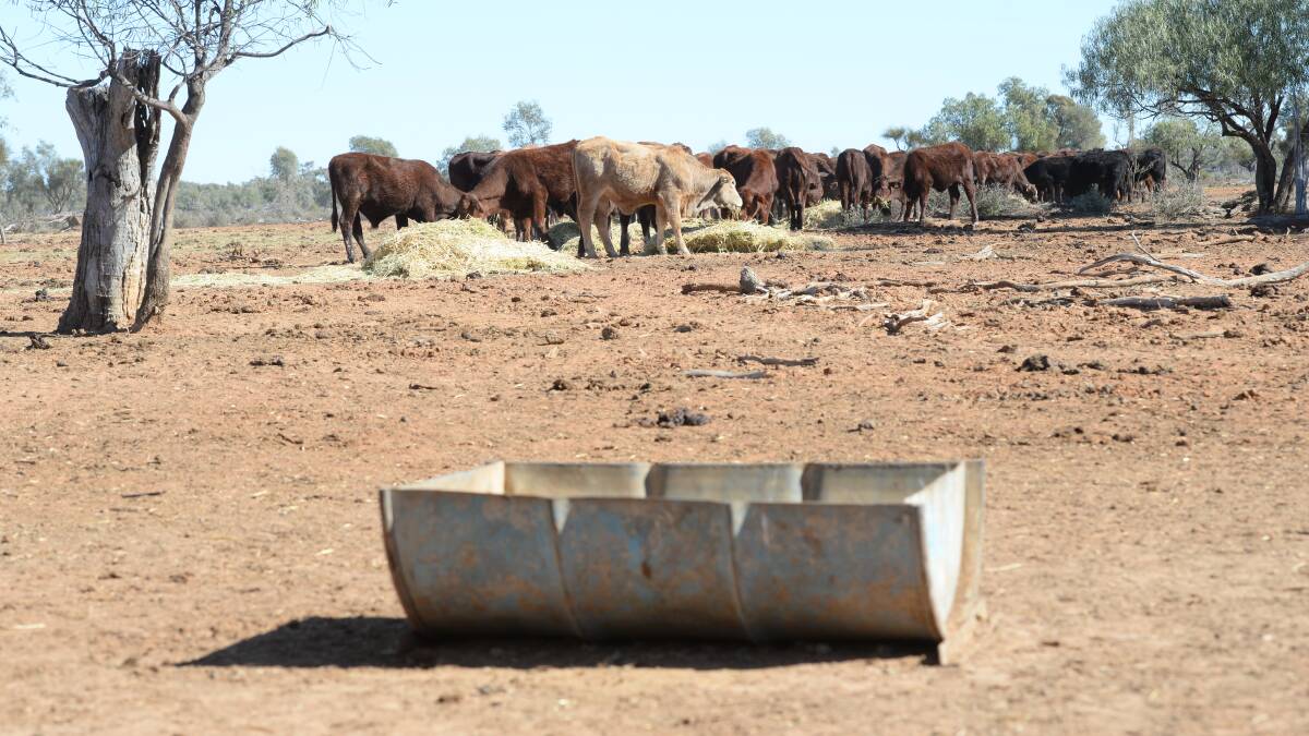 Drought-condition cattle being hand-fed at Brewarrina earlier this week. Photo by Rachael Webb.
