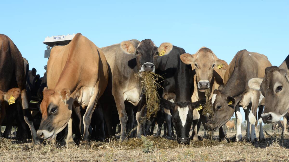 Season lays bare dairy supply chain flaws