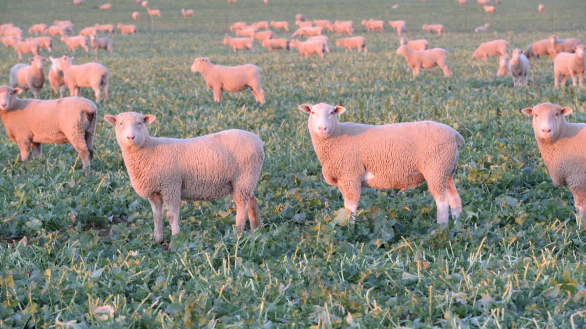 Trials on ewes and lambs have demonstrated a link between the ratio of omega 3 and omega 6 in a ewe's diet and the proportion of male to female lambs.