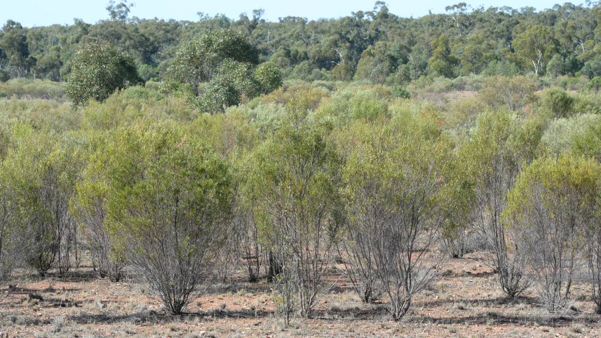 Further changes to native vegetation legislation are needed to halt the targeting of farmers retrospectively.
