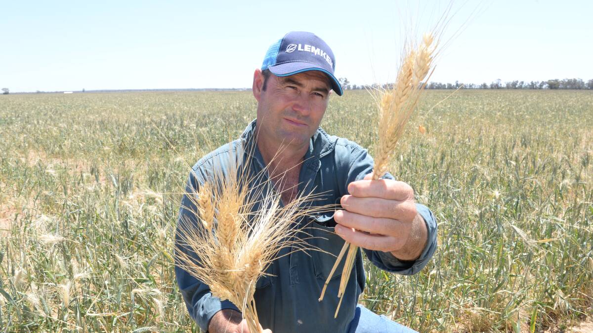 Tottenham farmer, Paul Adam (on our cover), says a tax offset for multi-peril insurance would help the industry. He is pictured with hail damaged wheat, the revenue from which was covered by a multi-peril policy with SureSeason.