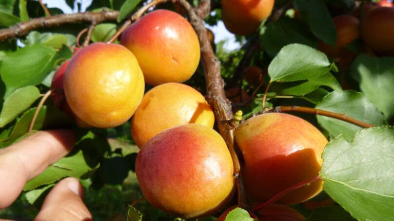 Seventeen new apricot varieties released this month in South Australia include five FlavorCot varieties, nine RiverCot and three TastiCot varieties.