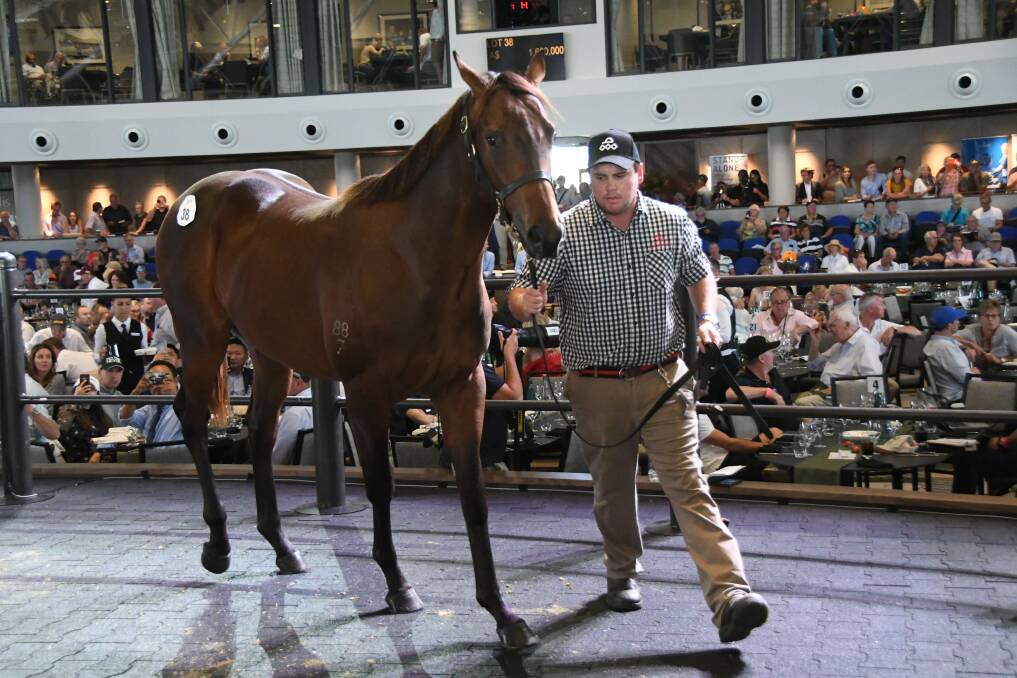 The sale ring action at the 2019 Australian Easter Yearling Sale.