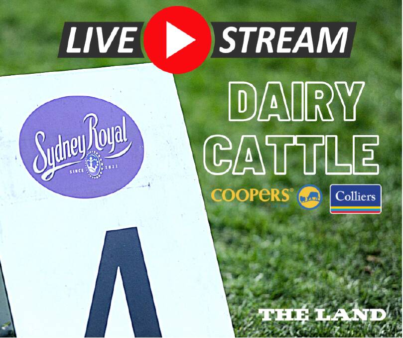 Livestream: Dairy cattle, Guernsey, Illawarra