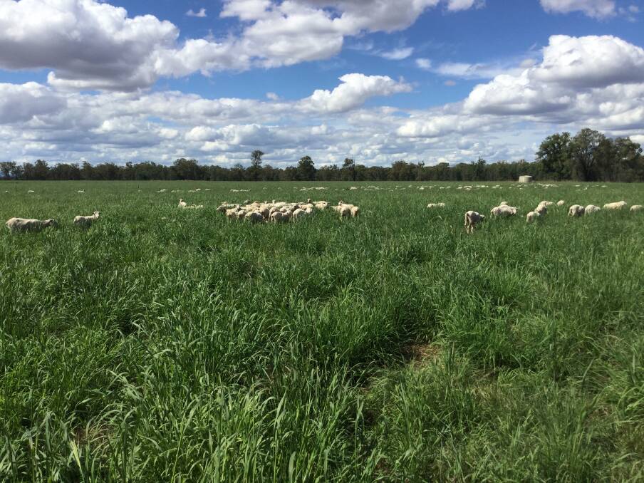 Sheep thriving on premier digit following summer rain in the Gilgandra area on Bill Kirsop and familys property. Well managed tropical grasses can rapidly respond to spring summer and autumn rain.
