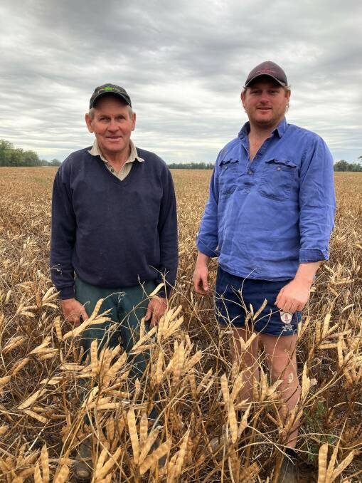 Kevin and Jon Kilby in their "best ever" lupin crop at Inglewood, north of Gilgandra.