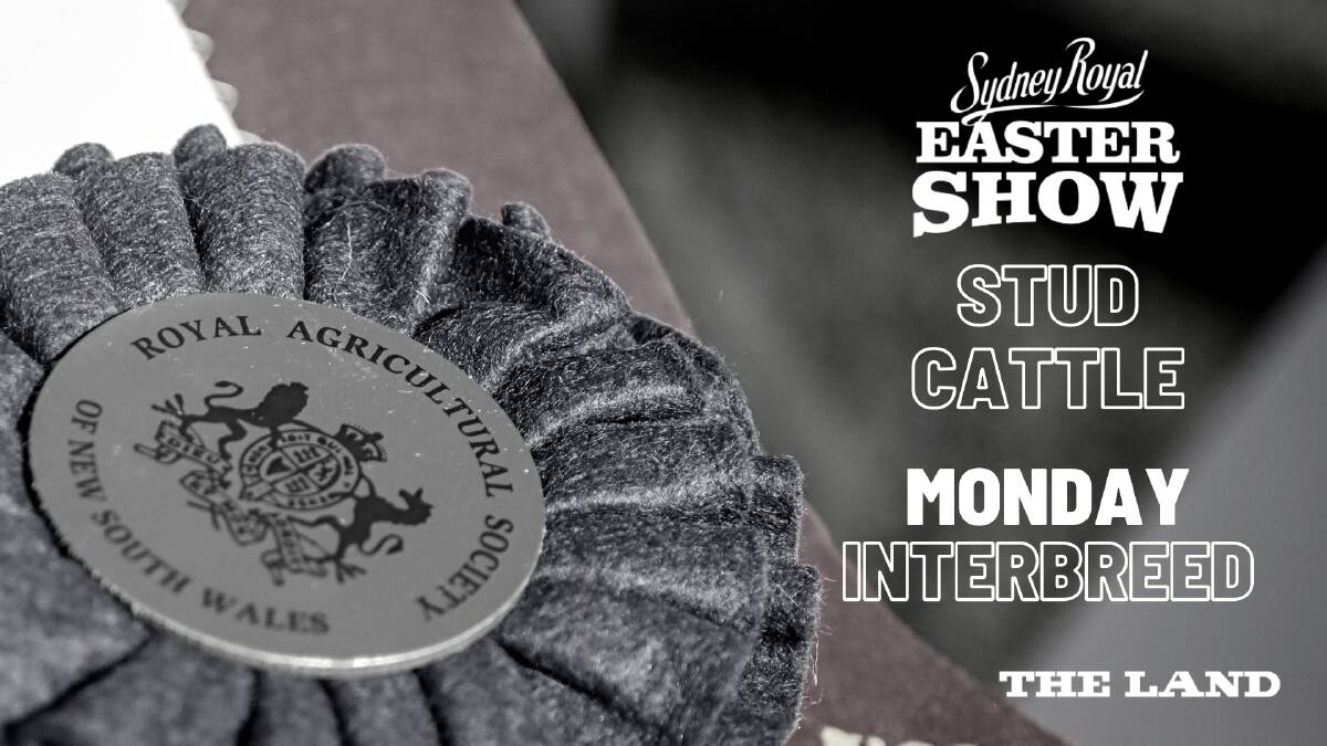 Livestream: Beef cattle interbreed, Monday, April 11