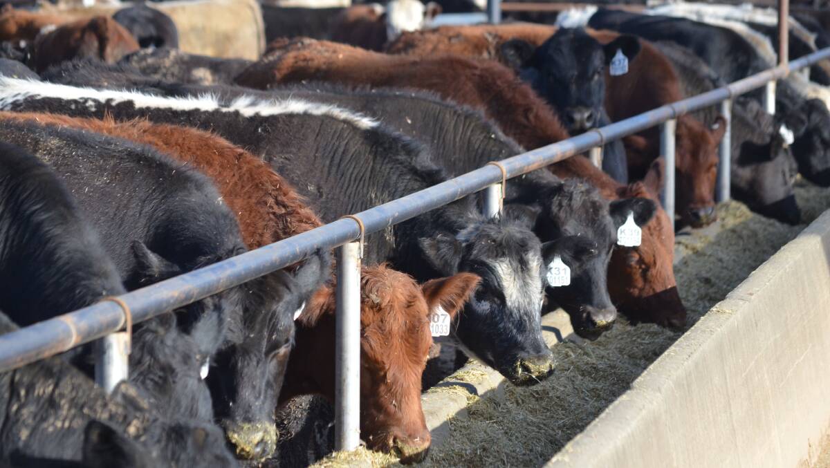 Feedlots will be among the agricultural industries the NSW Environmental Protection Authority will be asking about emissions and waste containment and whether current standards remain adequate. File picture