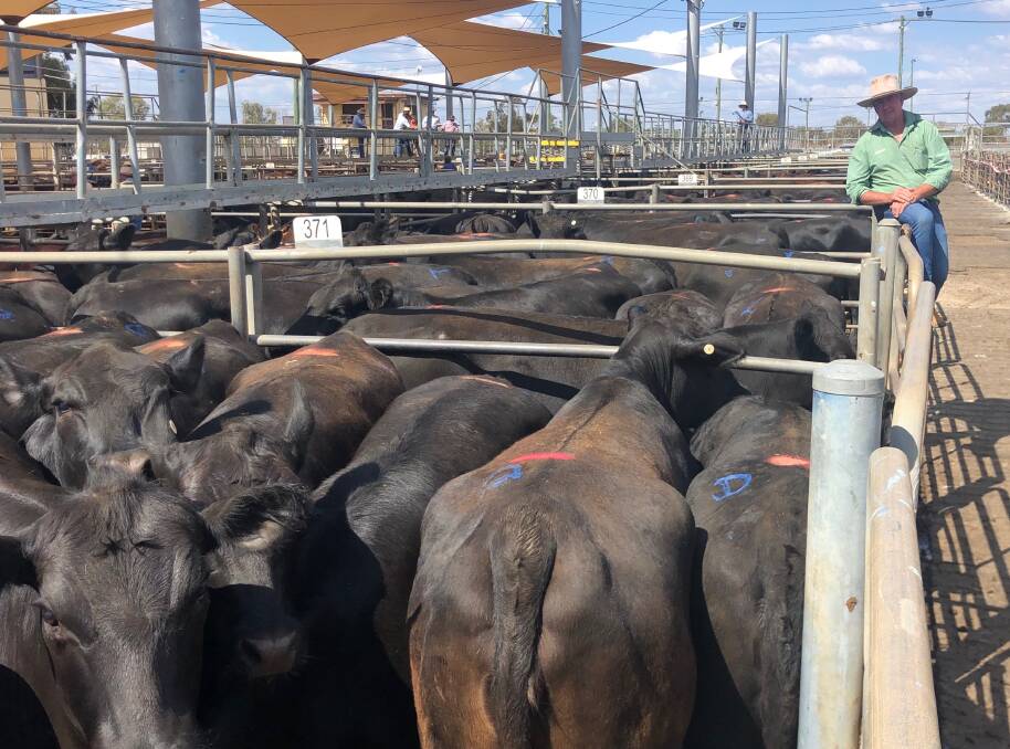 Neal Elliott, Landmark Cunnamulla, Qld, at the Dubbo prime sale with Angus heifers offered by Nemunmulla Pastoral, Cunnamulla, which topped at 293 cents a kilogram.