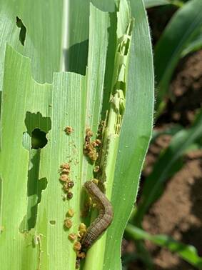 Fall army worm has now been found in surveillance traps near Dubbo.