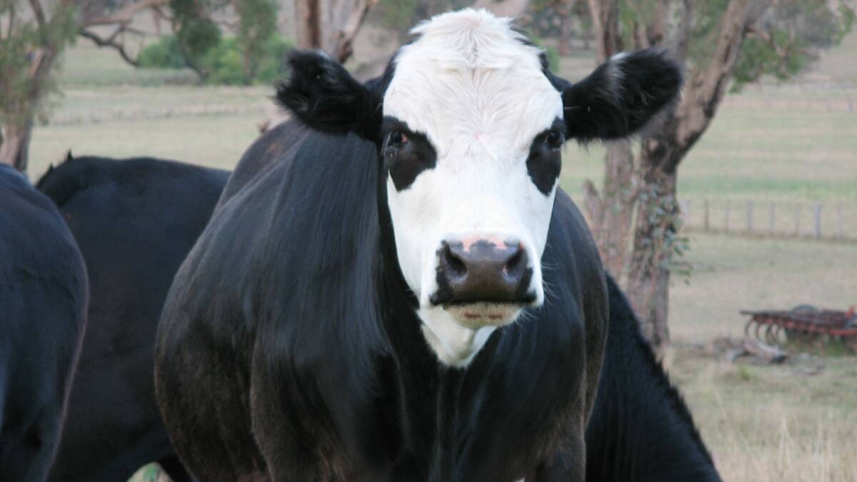 One of the mob - an Angus-cross cow in the herd of Tony Jackson and Cheryl Wilson, Wallabadah.