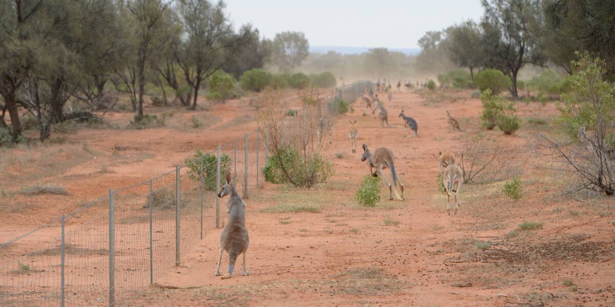 Better roo management should be a priority