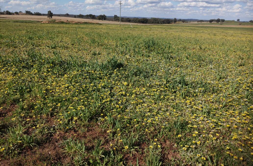 One cape weed plant can set thousands of seeds, with some likely to remain viable in the ground for three years. Control programs need to factor in residual seed.
