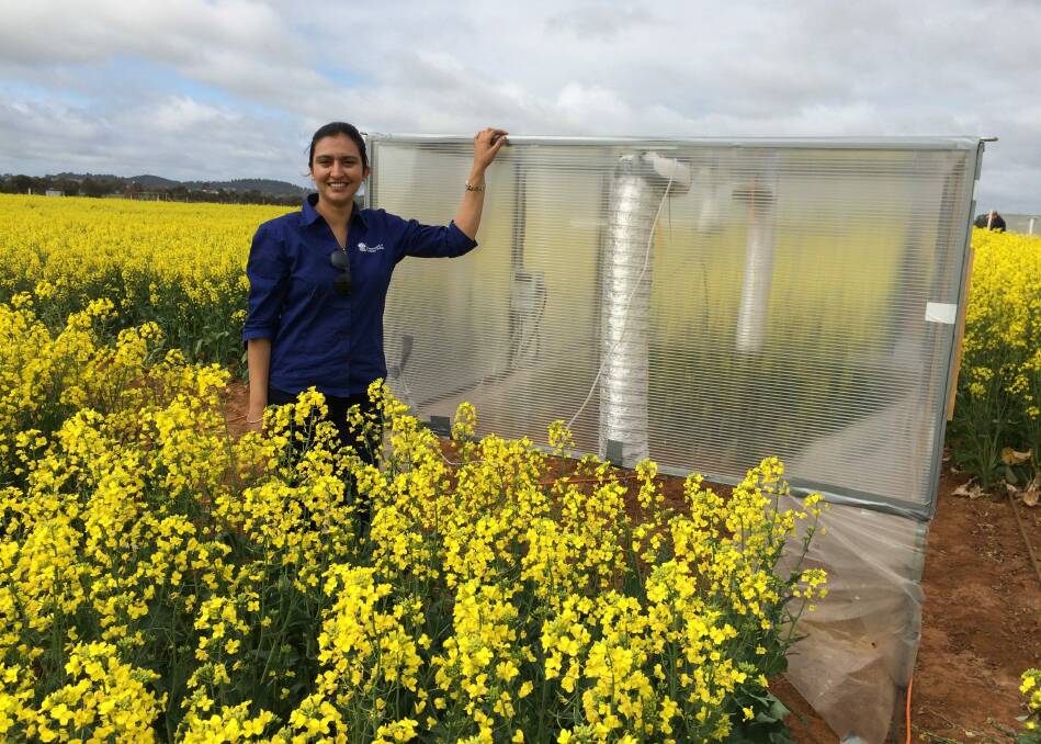 NSW Department of Primary Industries crop physiologist Rajneet Uppal, Wagga Wagga, with one of the portable heat chambers her research team developed to study canola heat tolerance in field. Photo: Nikki Reynolds