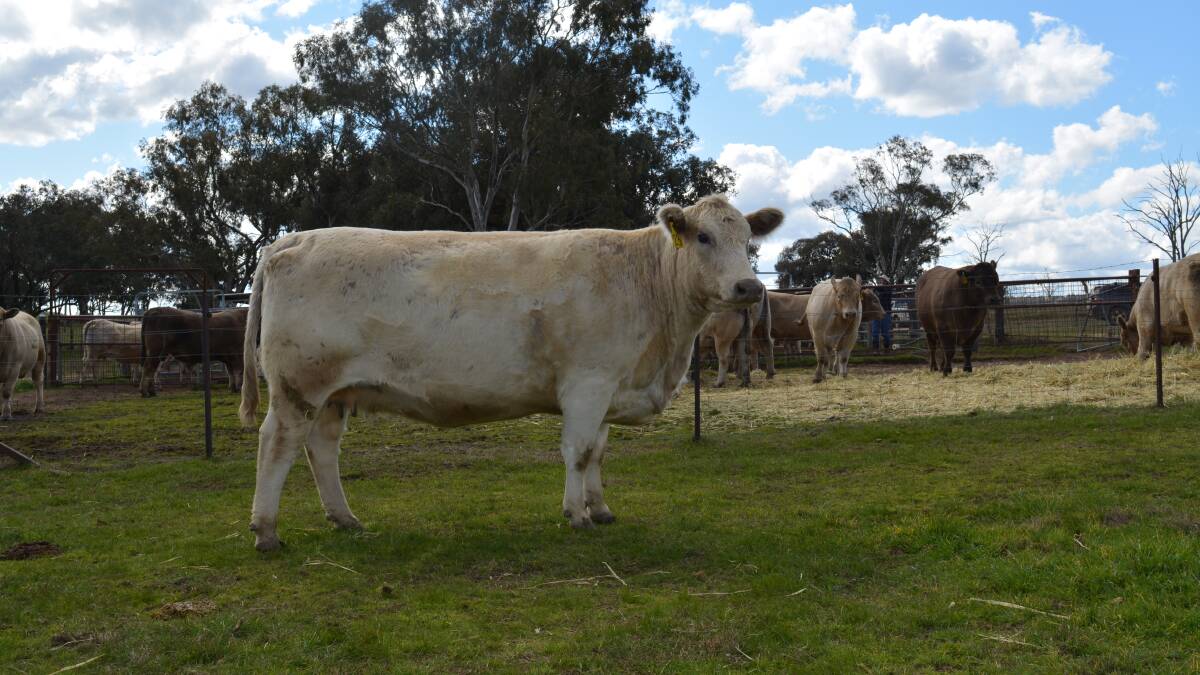 Also at $4600 for the females was Waroona Clarette M28.