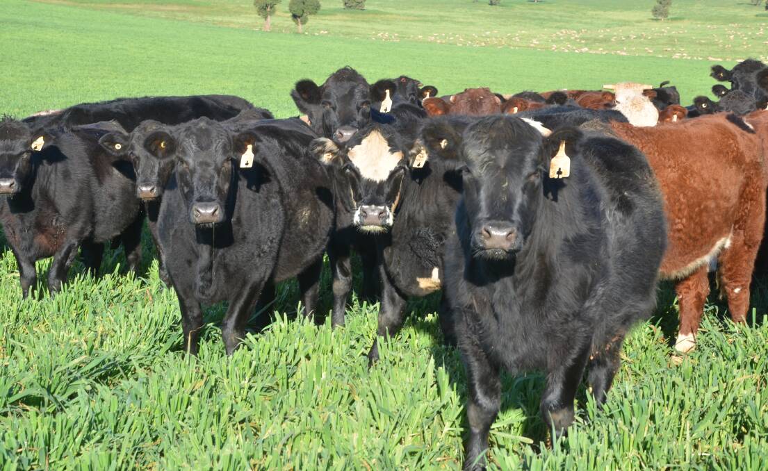 Australia's beef industry has world-leading production and integrity systems, yet continues to be on the receiving end of misconceptions, inaccuracies and criticisms.