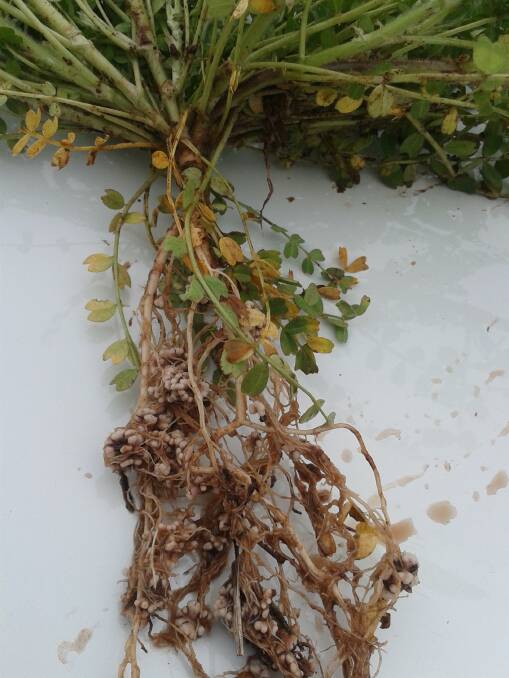 Biserrula providing excellent growth and building soil nitrogen in an acid soil tropical grass paddock on Hillside, October 2020. 
